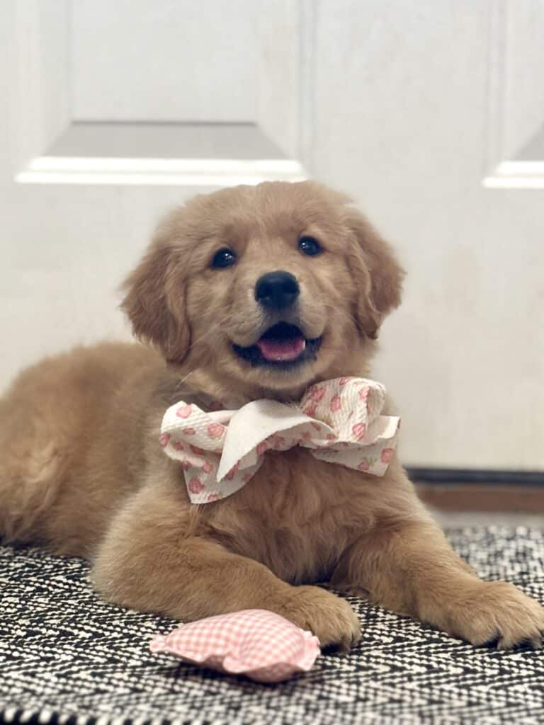 ultimate dog travel checklist