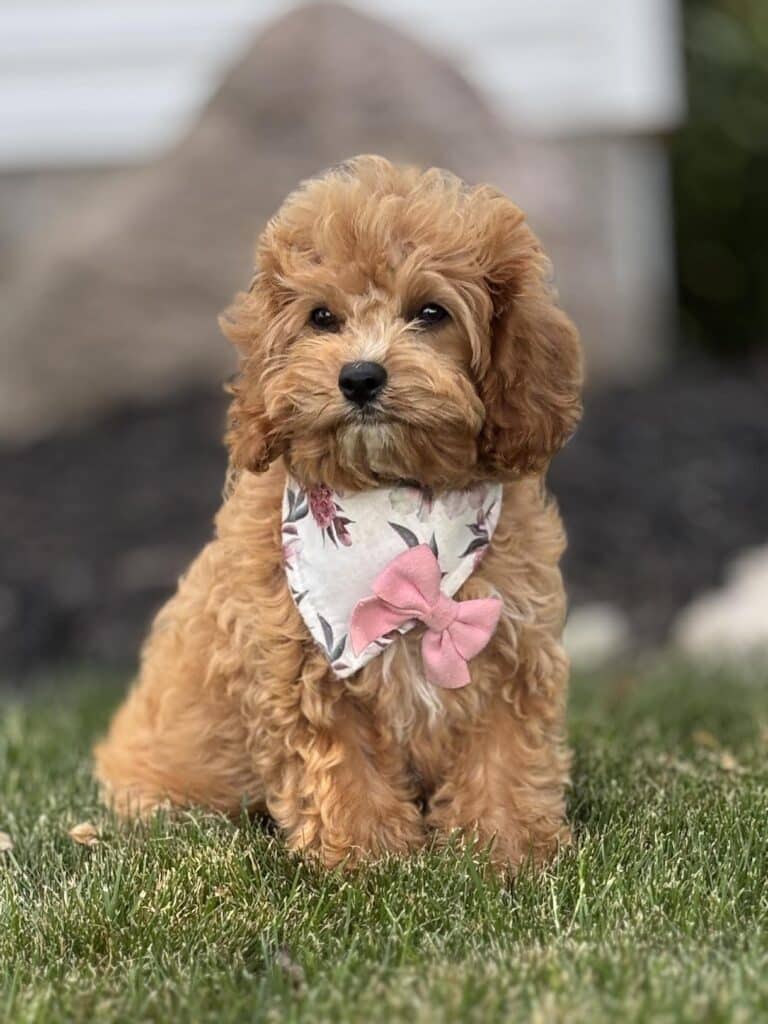 cavapoo puppies