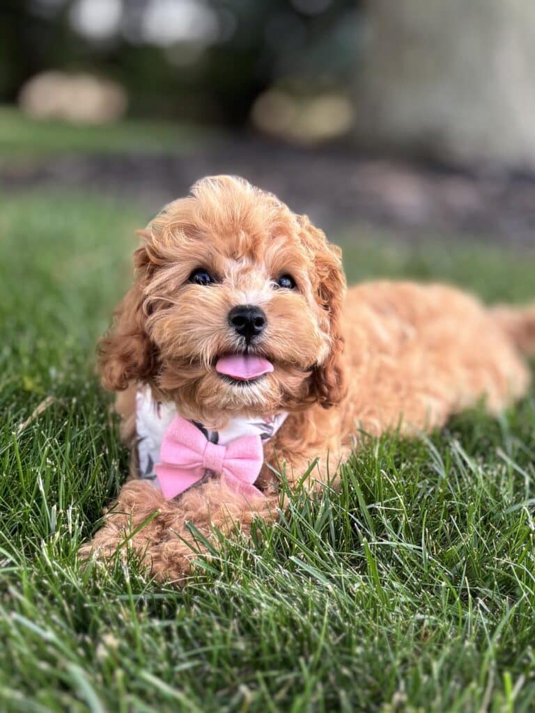 cavapoo puppies