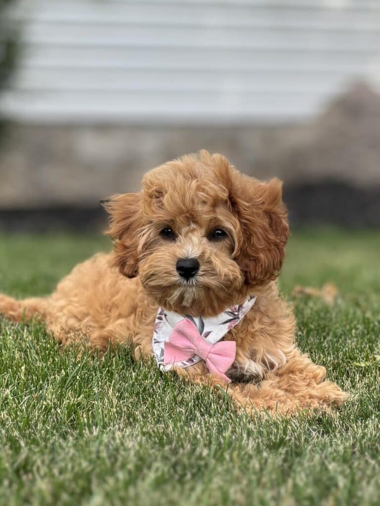 cavapoo puppies